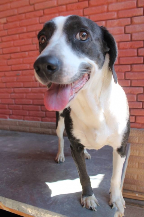 პიტბულის მეტისი უსახელო