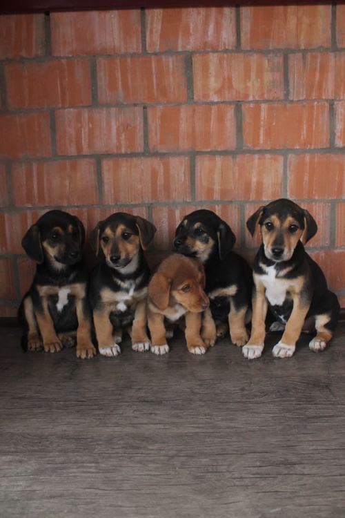 გონჩის მეტისი უსახელო