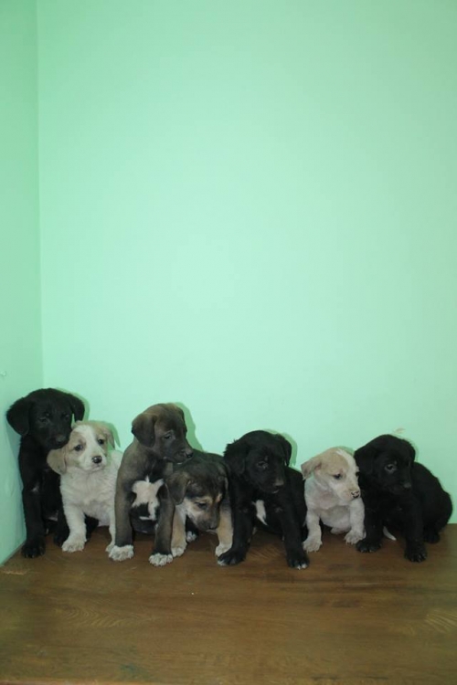 მეტისის ლეკვები უსახელო