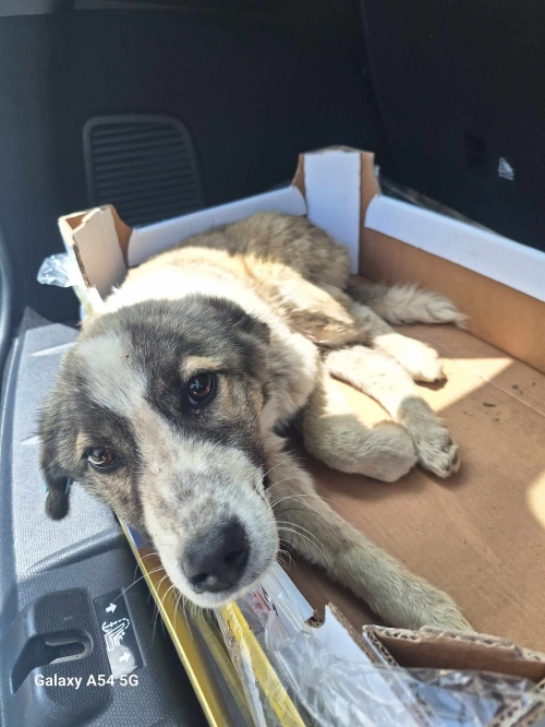 მეტისი ბულაჩაური