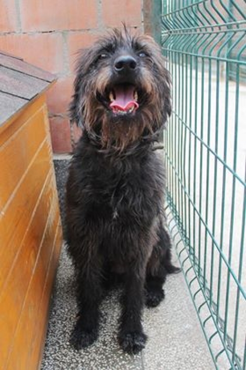 დრათხარის მეტისი ჩუპა