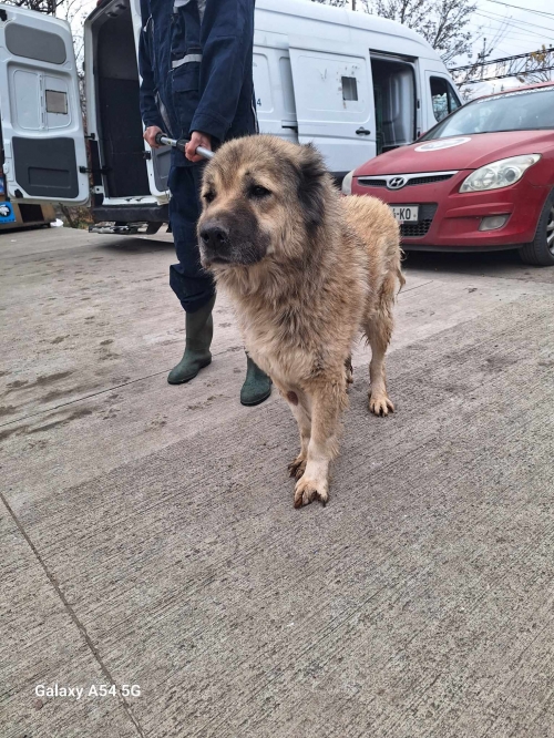 ქართული ნაგაზი გადმოყვანილია მუნიციპალური თავშესაფრიდან