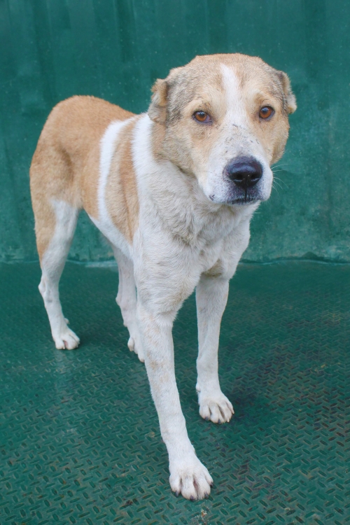 მეტისი უსახელო