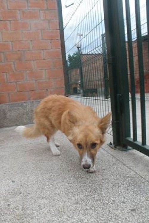 მეტისი გუნდა