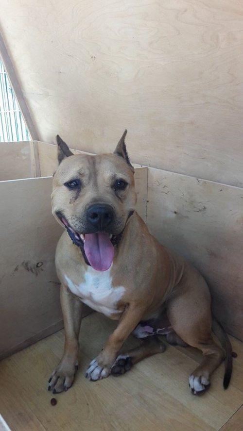 პიტი ბუჩო