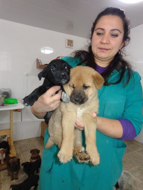 მეტისის ლეკვები უსახელოები