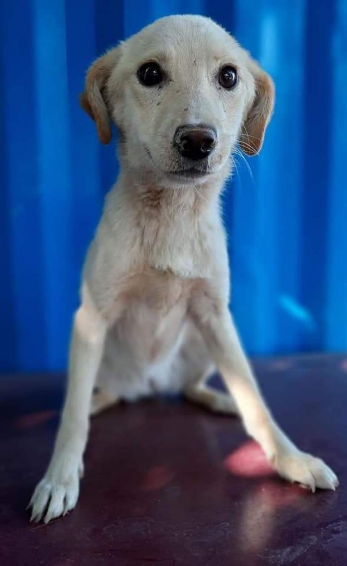 მეტისი ტასო ლოსაბერიძე