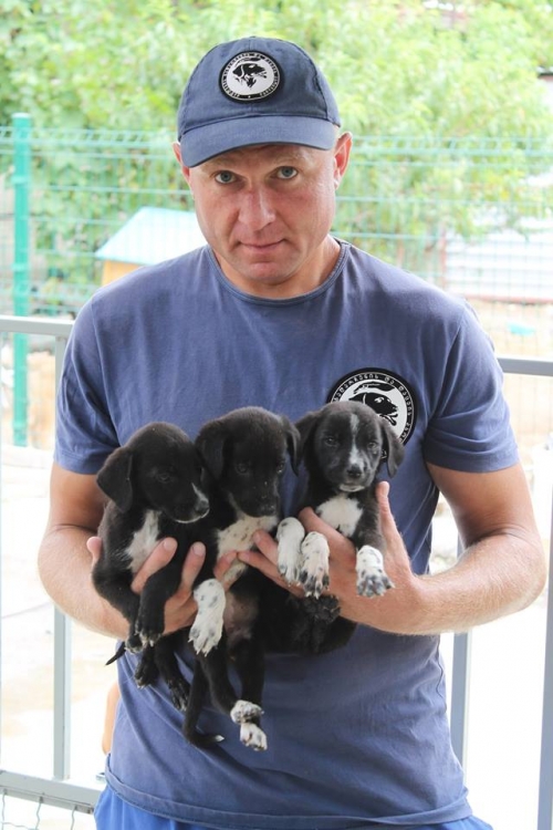 სეტერის მეტისი უსახელო