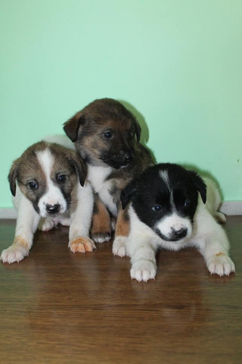 ქართული ქოფაკი უსახელო