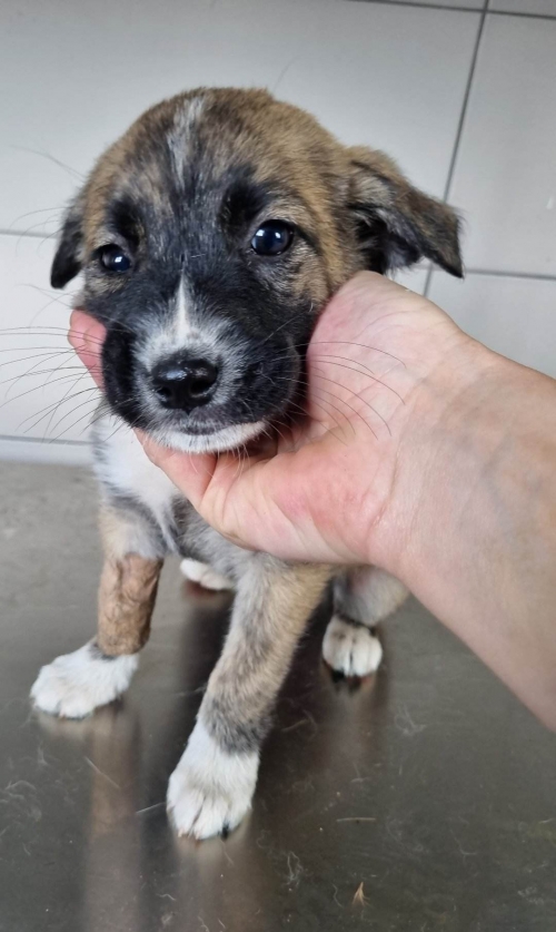 მეტისი ახალციხე