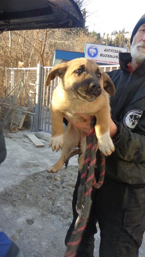 მეტისის ლეკვები უსახელო