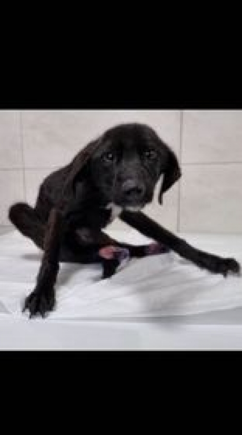 მეტისი თავშესაფართან ნაპოვნი