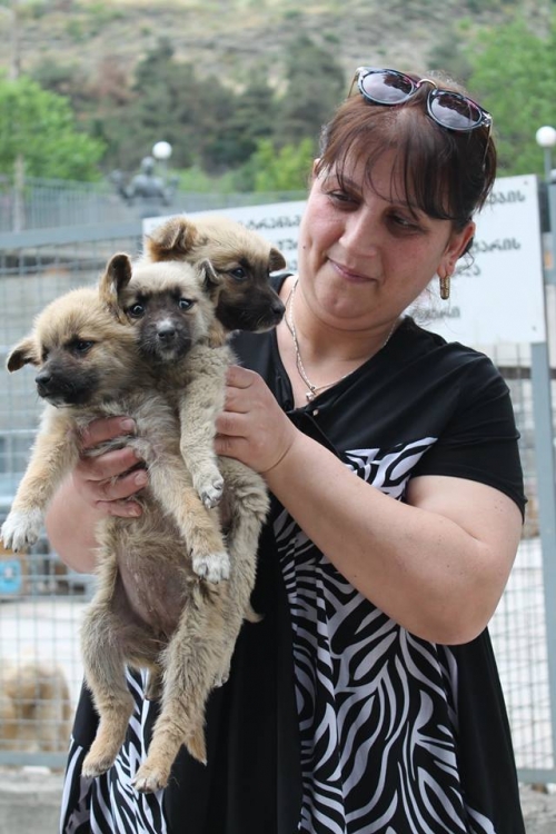 მეტისის ლეკვები უსახელო