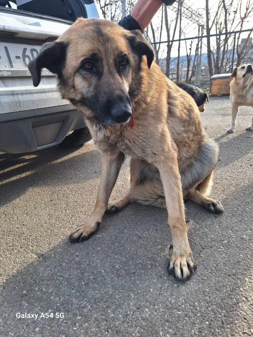 ქართული ქოფაკი გუთნის ქუჩა შერატონ მეტეხის მოპირდაპირე მხარე სკვერი