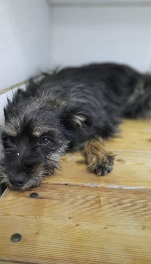 მეტისი ნორიოს გზაზე იპოვეს