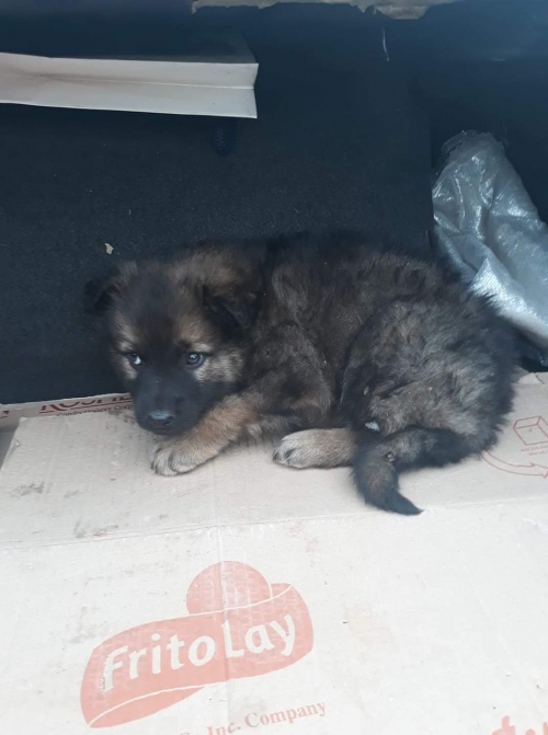 ქართული ქოფაკი უსახელო