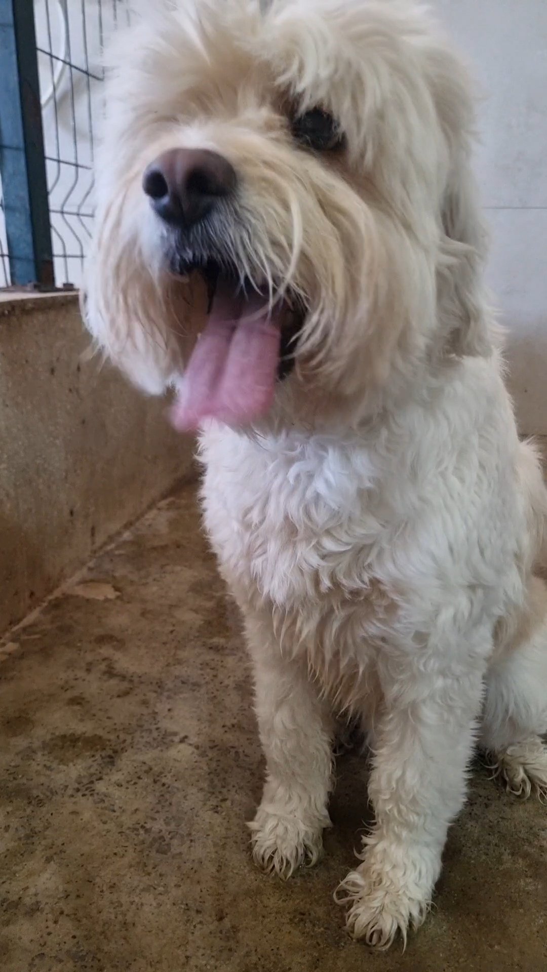 მალტიპუ. ტობი