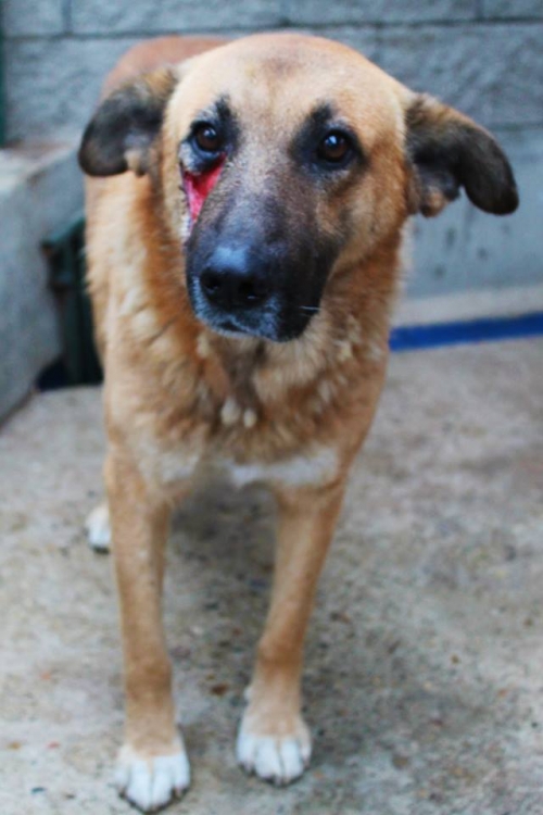 გერმანული ნაგაზი ბოთორა