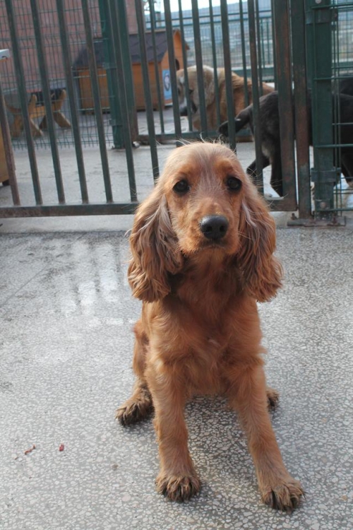 კოკერსპანიელი უსახელო