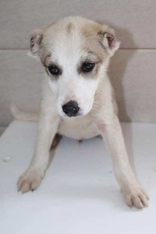 ქართული ქოფაკი უსახელო