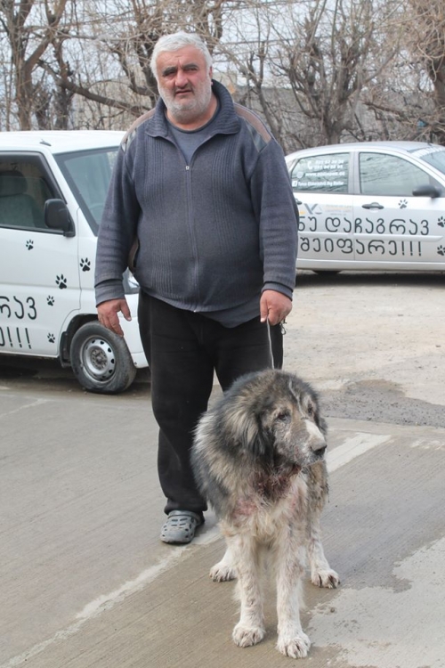 ქართული ნაგაზი ბაჯო