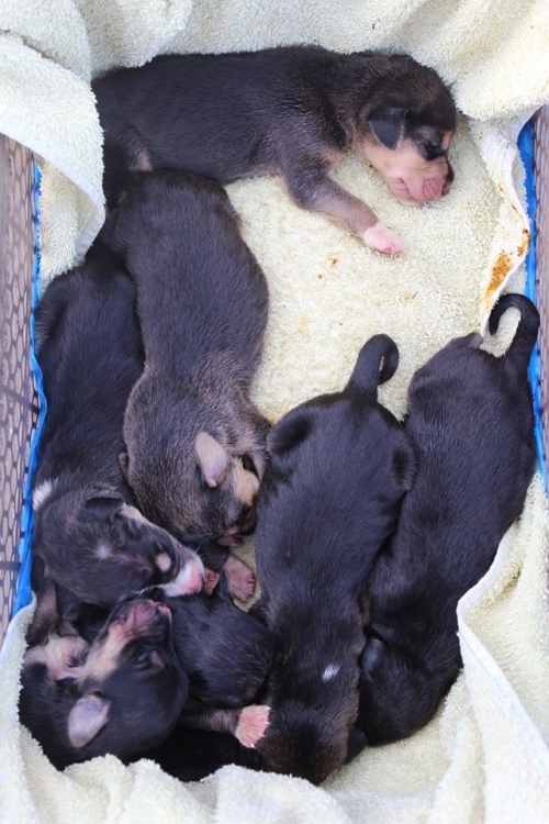 მეტისის ლეკვები უსახელო