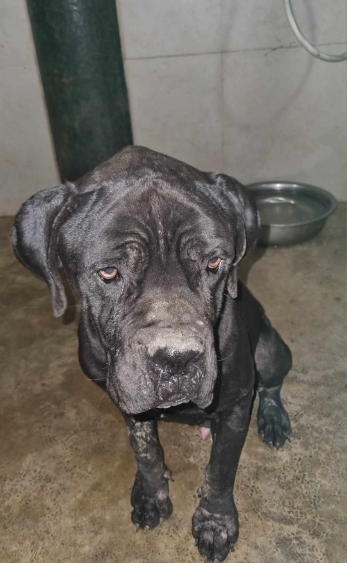 კანე კორსო სოფ. ყარაჯალა