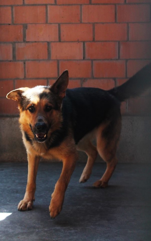 გერმანული ნაგაზი მაქსი