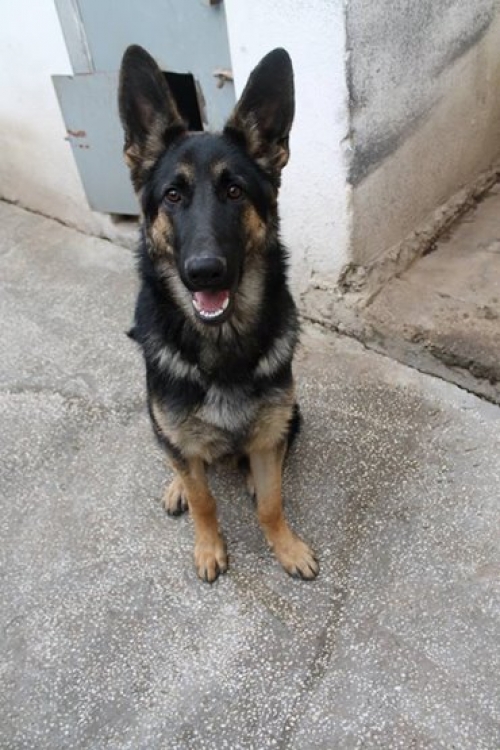 გერმანული ნაგაზი უსახელო