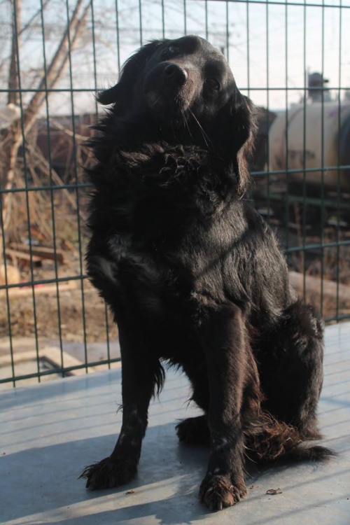 კოკერსპანელის მეტისი ჩიპო