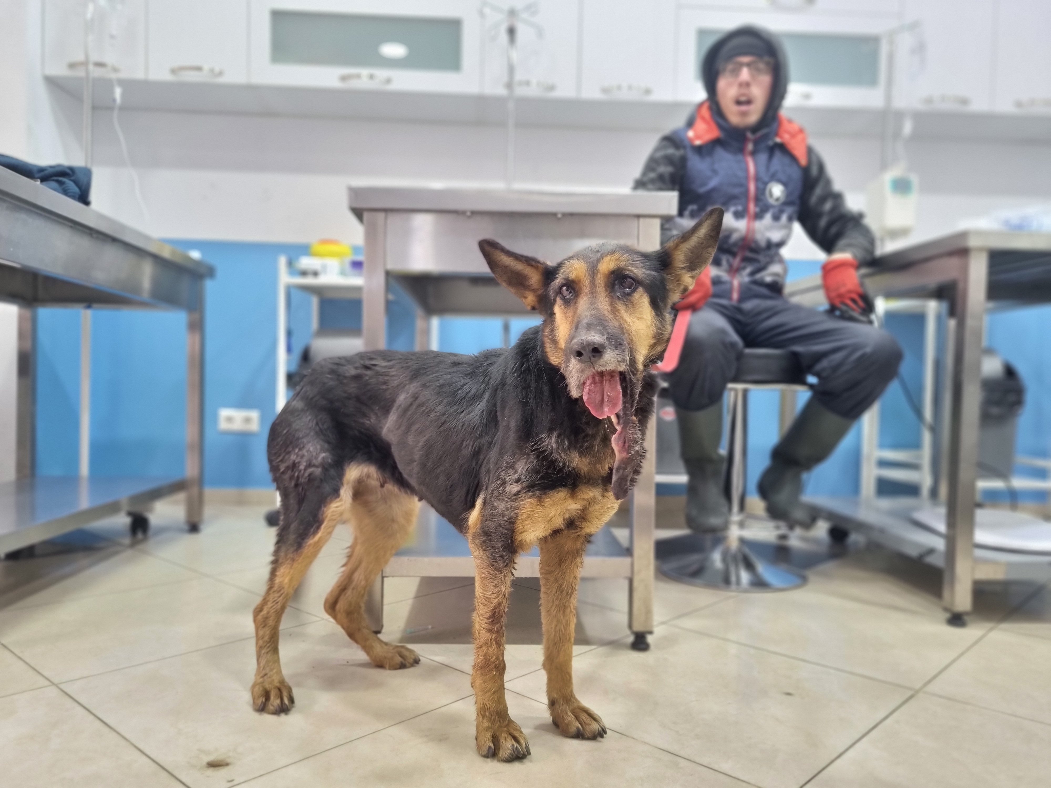 გერმანული ნაგაზი. რიკოთი