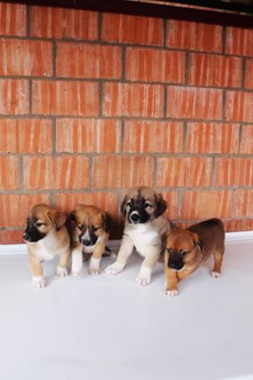 ქართული ქოფაკი უსახელო