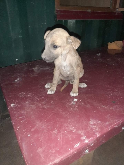 მეტისი კაიროს ქუჩა