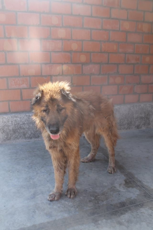 ქართული ნაგაზი ცუტა