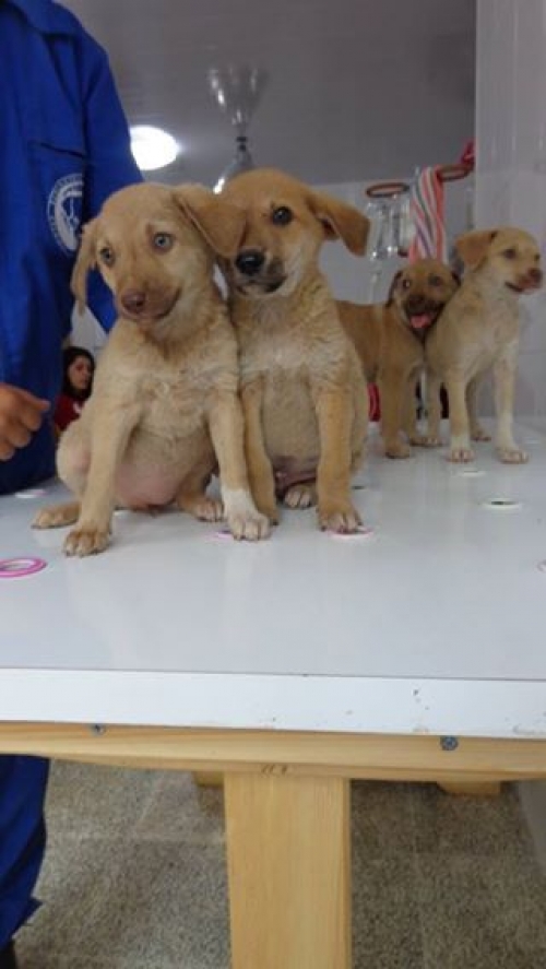 მეტისის ლეკვები უსახელოები