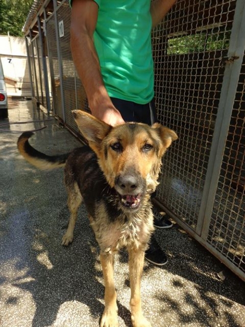 გერმანული ნაგაზი უსახელო