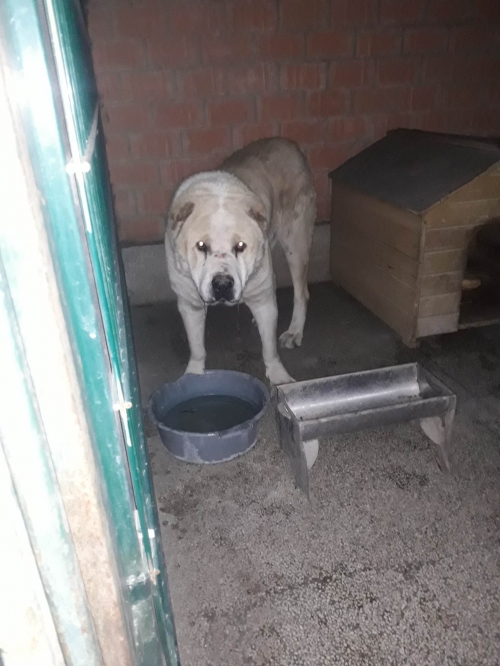 აზიური ნაგაზი ზედა მეტრო სამგორი