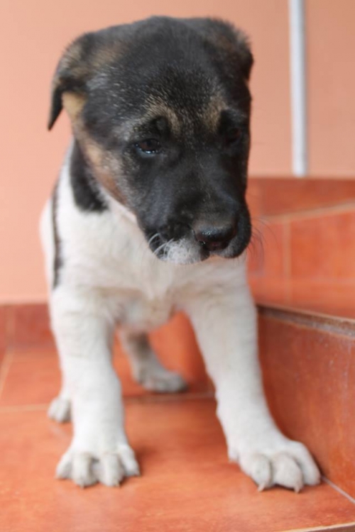 ქართული ქოფაკი უსახელო