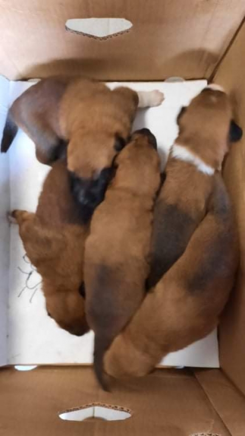 მეტისი მარტვილი