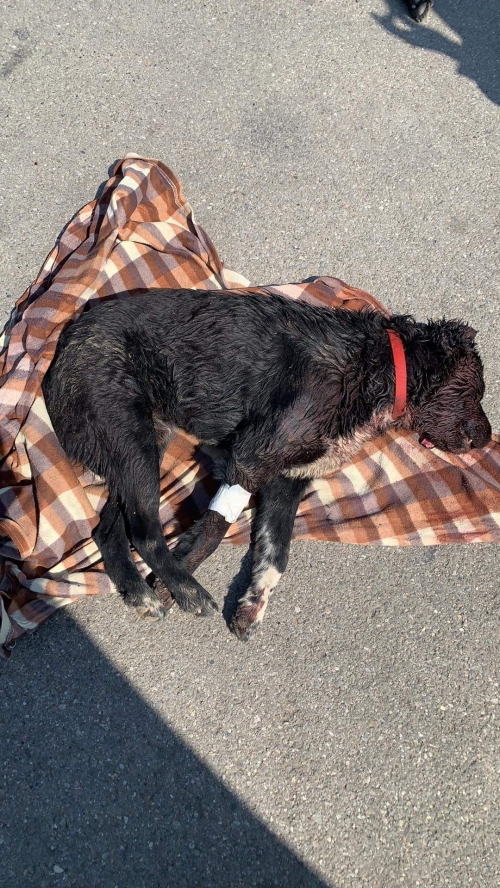 მეტისი სოფელ დიღომი ჭანტურიას ქჩ. 21