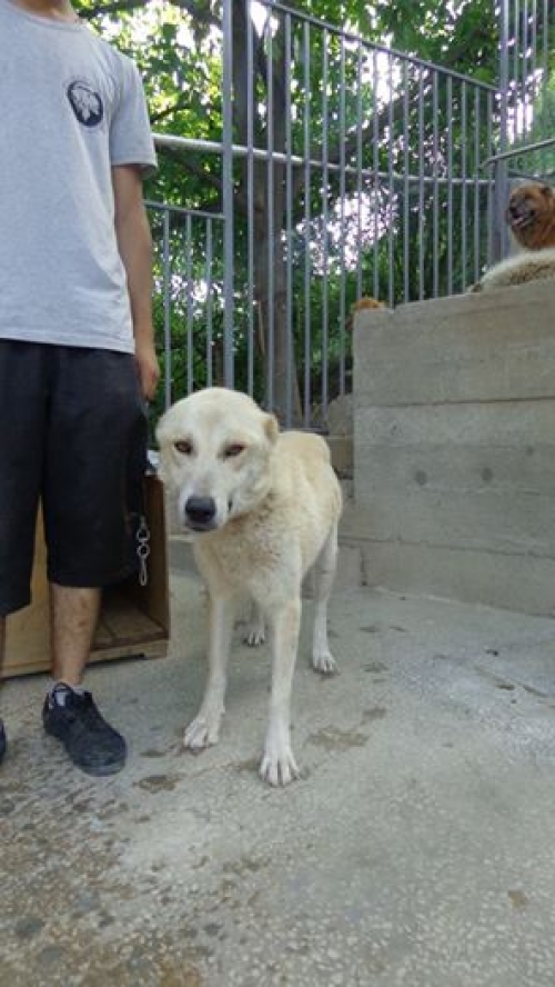 ქართული ქოფაკი უსახელო