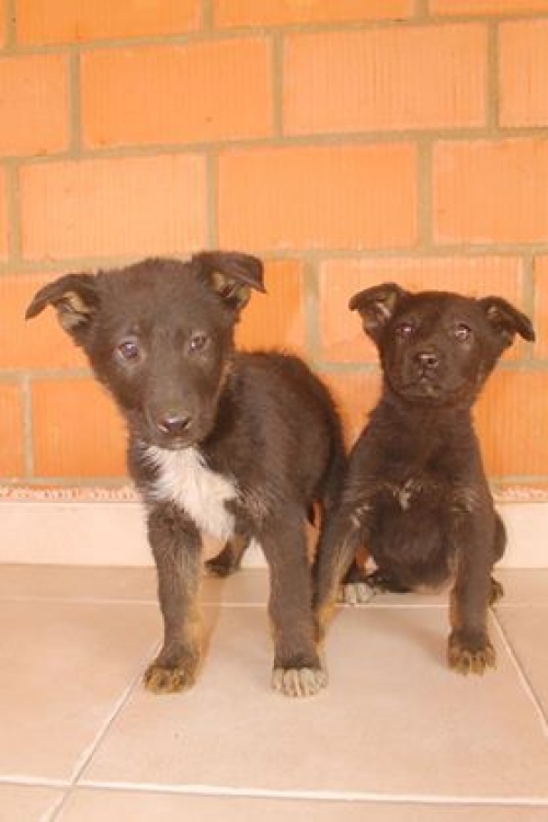 მეტისი უსახელო