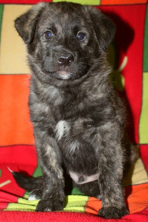 გერმანული ნაგაზის მეტისი უსახელო