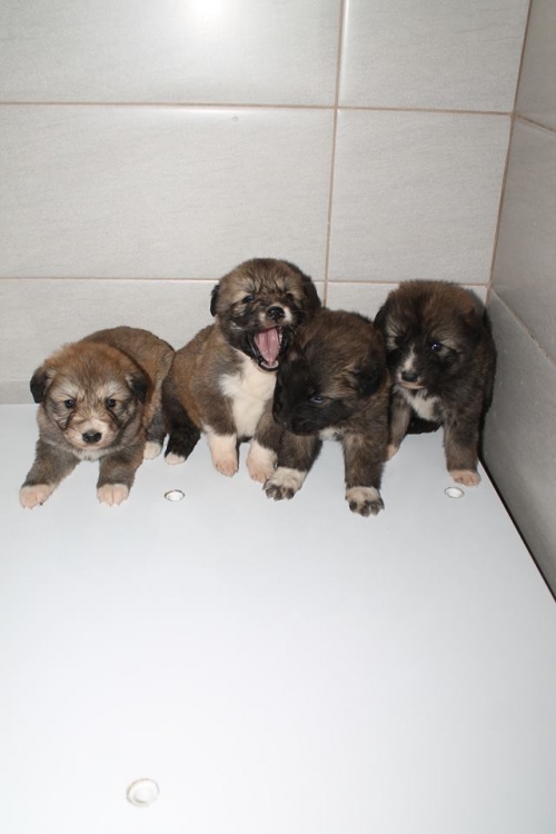 ქართული ქოფაკი უსახელო