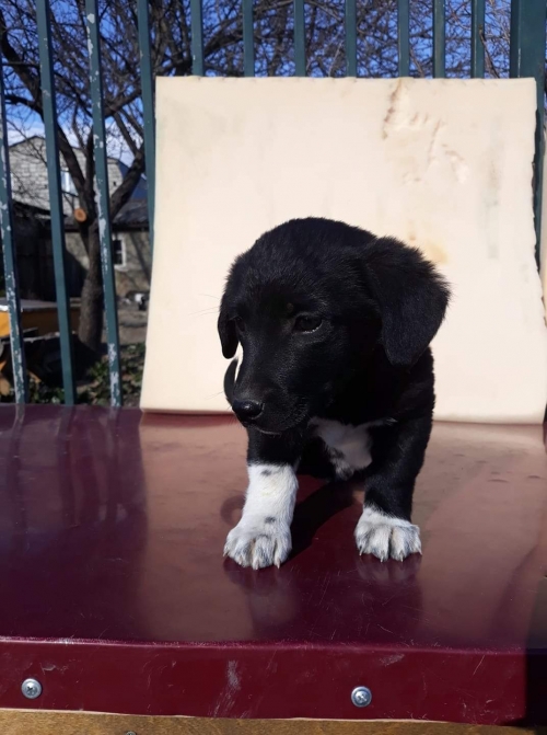 მეტისი ორტაჭალა