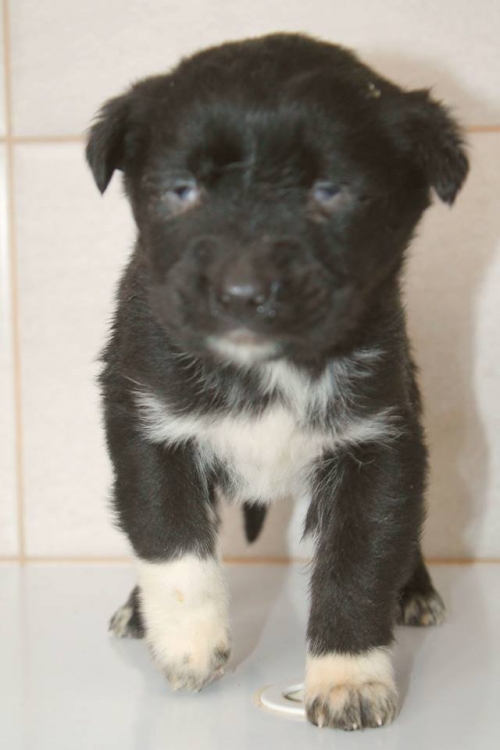 მეტისი უსახელო