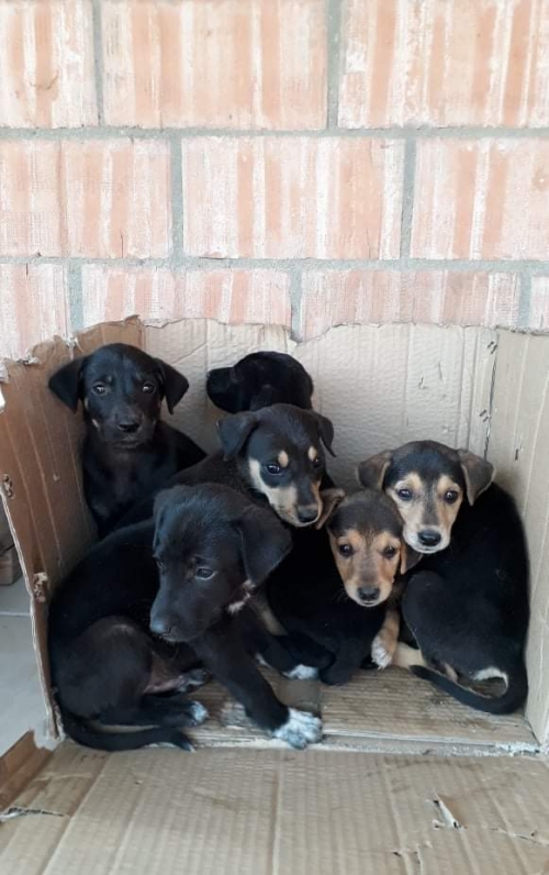 მეტისი უსახელო