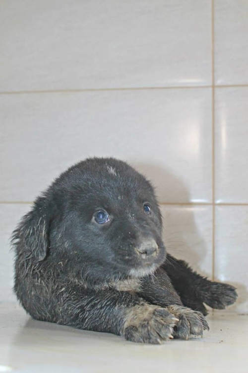 მეტისი უსახელო