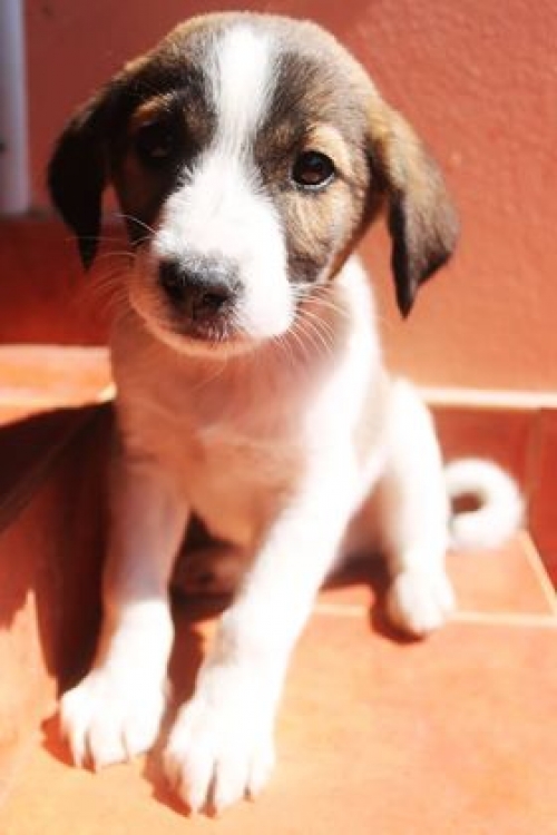 ქართული ქოფაკი უსახელო