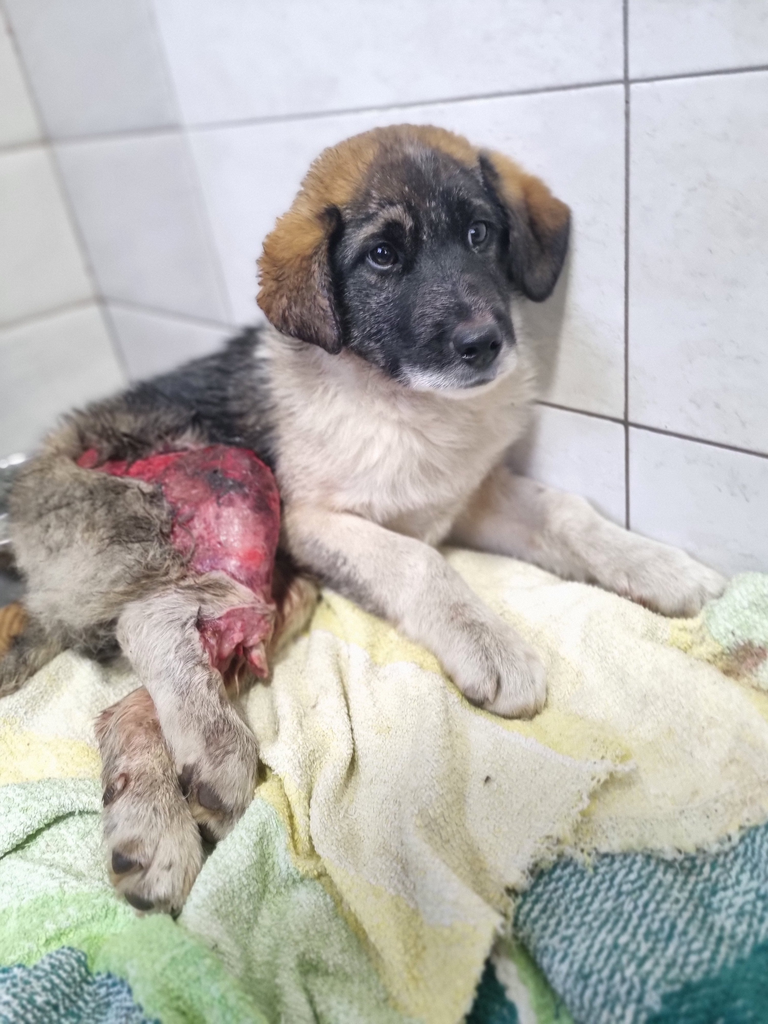 ფასანაური